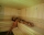 Apartment Laguna biich, Sozopol, снимка 4