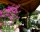 Arkadia Guest House, Приморско, снимка 4