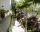 Guest rooms Flora, Chernomorets, снимка 2