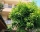 Accommodation / room Mihnevi, Chernomorets, снимка 12