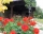 Guest House Nadejda-Tsonevski, Apriltsi, снимка 14