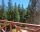 Апартаменти Боров хълм, Пампорово, снимка 7